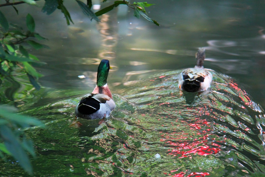 卓也小屋藏山館｜在園區賞桐花和螢火蟲，再體驗客家辦桌料理 @飛天璇的口袋