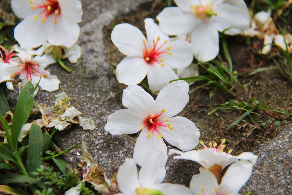 卓也小屋藏山館｜在園區賞桐花和螢火蟲，再體驗客家辦桌料理 @飛天璇的口袋