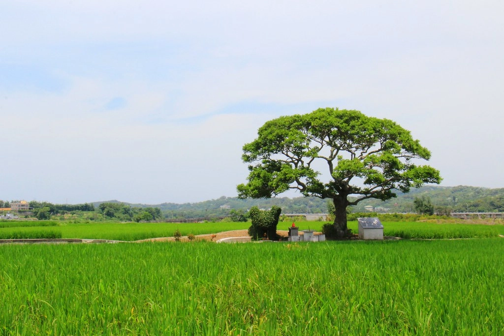 苗栗銅鑼｜龍貓土地公廟．可愛又療癒的IG打卡景點，200年歷史的田心伯公 @飛天璇的口袋