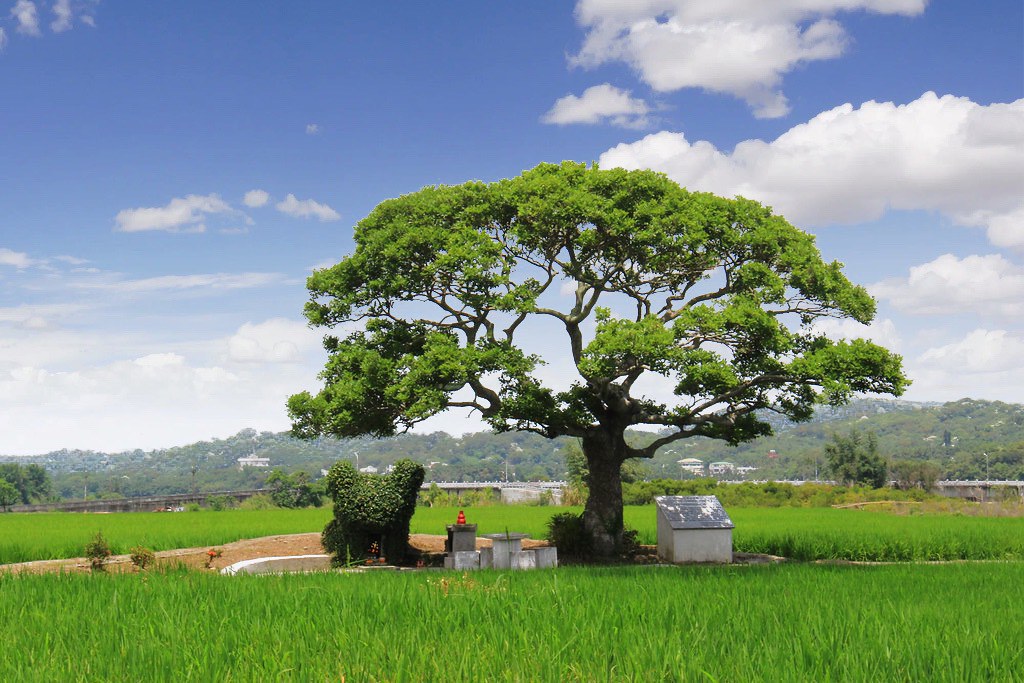 苗栗銅鑼｜龍貓土地公廟．可愛又療癒的IG打卡景點，200年歷史的田心伯公 @飛天璇的口袋