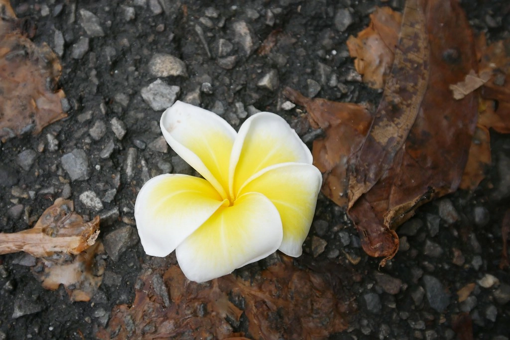 台中南屯｜Fooki Coffee Roasters，黎明新村巷弄間的老宅咖啡館，簡單舒服的又有質感的小店 @飛天璇的口袋