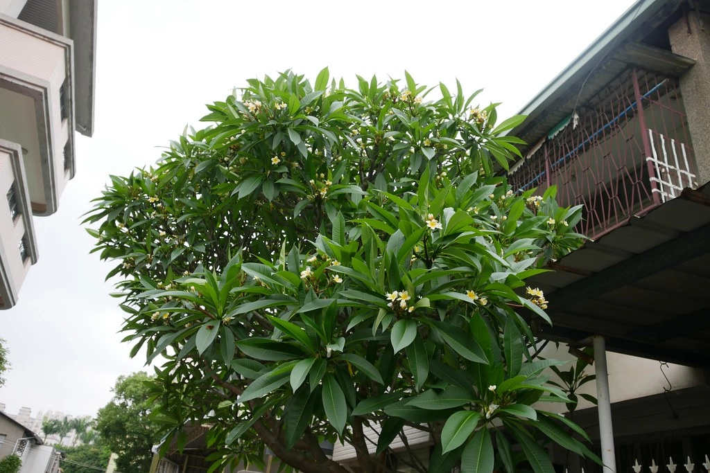 台中南屯｜Fooki Coffee Roasters，黎明新村巷弄間的老宅咖啡館，簡單舒服的又有質感的小店 @飛天璇的口袋