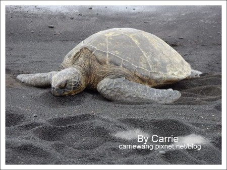 【夏威夷自由行】Day2 希爾頓唯克樂渡假村&rarr;黑沙灘&rarr;火山國家公園&rarr;希洛火山豆工廠 @飛天璇的口袋