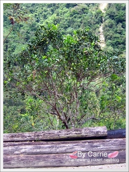 花蓮秀林｜慕谷慕魚生態廊道｜花蓮最值得推薦的世外桃源慕谷慕魚 @飛天璇的口袋