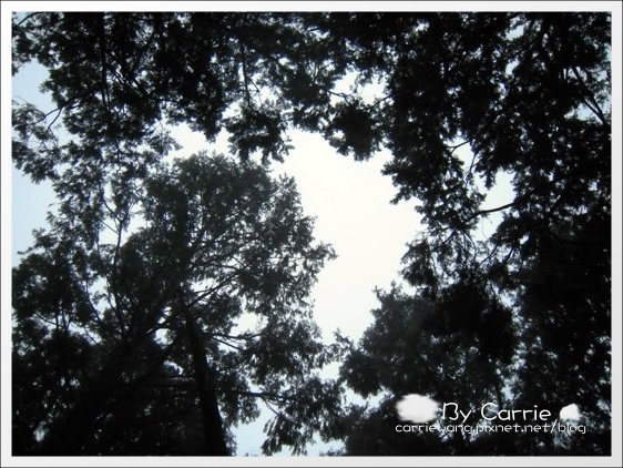 【宜蘭旅遊景點】太平山森林遊樂區+太平山蹦蹦車 @飛天璇的口袋