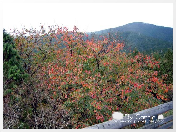 【宜蘭旅遊景點】太平山．翠峰湖+鳩之澤溫泉。此生必去的美景之一 @飛天璇的口袋