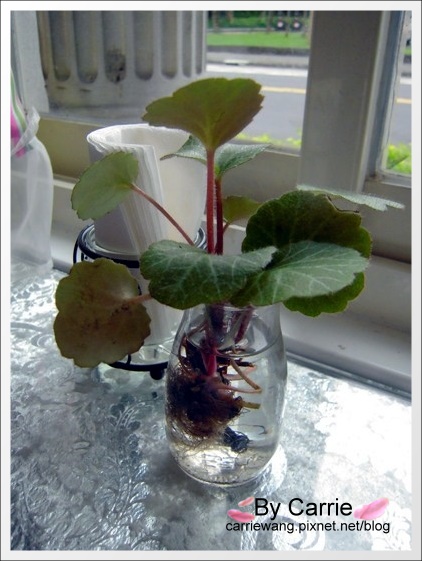 【宜蘭民宿推薦】羅東貓腳印美食民宿。距離羅東夜市5~10分鐘的車程 @飛天璇的口袋