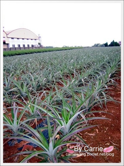 【南投團購美食】微熱山丘鳳梨酥。全台票選第一名．南投必買伴手禮推薦 @飛天璇的口袋