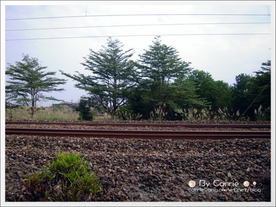 宜蘭羅東林業文化園區｜羅東林場，在市中心也可以做森林浴 @飛天璇的口袋
