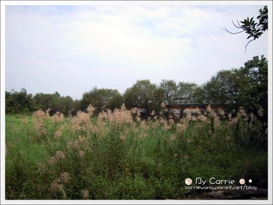宜蘭羅東林業文化園區｜羅東林場，在市中心也可以做森林浴 @飛天璇的口袋