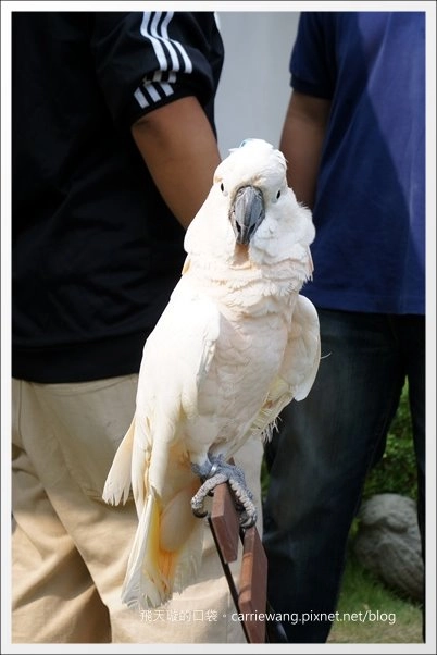 【台中美式餐廳】艾可先生漢堡餐廳 Echo Burger。10/20~10/28爵士音樂節期間點漢堡套餐送炸雞 @飛天璇的口袋