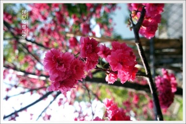 【台中旅遊景點】后理泰安派出所．2013櫻花季。分享最新花況~ @飛天璇的口袋