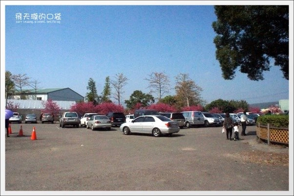 【台中旅遊景點】后理泰安派出所．2013櫻花季。分享最新花況~ @飛天璇的口袋