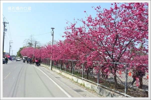 【台中旅遊景點】后理泰安派出所．2013櫻花季。分享最新花況~ @飛天璇的口袋