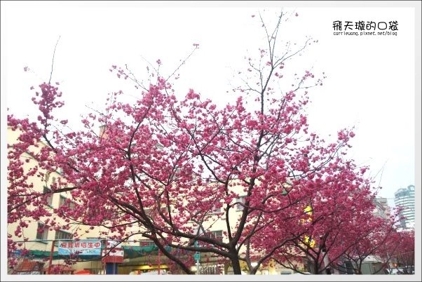 【台中牛肉麵推薦】牛佬牛肉麵專門店。讓不愛吃牛肉麵的我，也愛上了牛肉麵&hellip;❤(同場加映：2013文昌國小櫻花季) @飛天璇的口袋