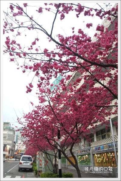 【台中牛肉麵推薦】牛佬牛肉麵專門店。讓不愛吃牛肉麵的我，也愛上了牛肉麵&hellip;❤(同場加映：2013文昌國小櫻花季) @飛天璇的口袋