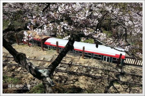 【嘉義】2013阿里山櫻花季(3/15~4/15)。分享3/9最新花況，吉野櫻の櫻王已經開了哦！ @飛天璇的口袋