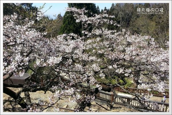 【嘉義】2013阿里山櫻花季(3/15~4/15)。分享3/9最新花況，吉野櫻の櫻王已經開了哦！ @飛天璇的口袋