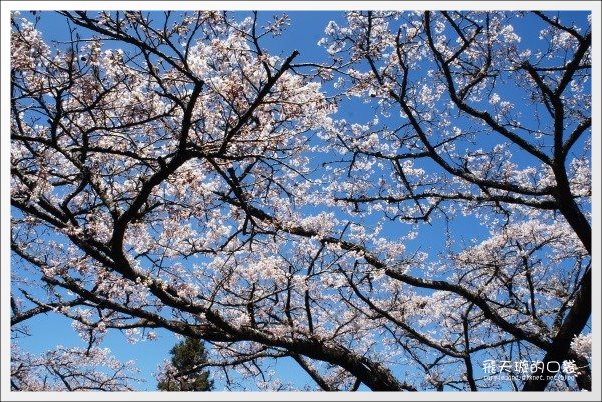 【嘉義】2013阿里山櫻花季(3/15~4/15)。分享3/9最新花況，吉野櫻の櫻王已經開了哦！ @飛天璇的口袋