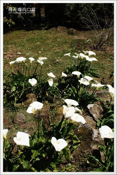 【嘉義】2013阿里山櫻花季(3/15~4/15)。分享3/9最新花況，吉野櫻の櫻王已經開了哦！ @飛天璇的口袋