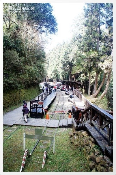 【嘉義】2013阿里山櫻花季(3/15~4/15)。分享3/9最新花況，吉野櫻の櫻王已經開了哦！ @飛天璇的口袋