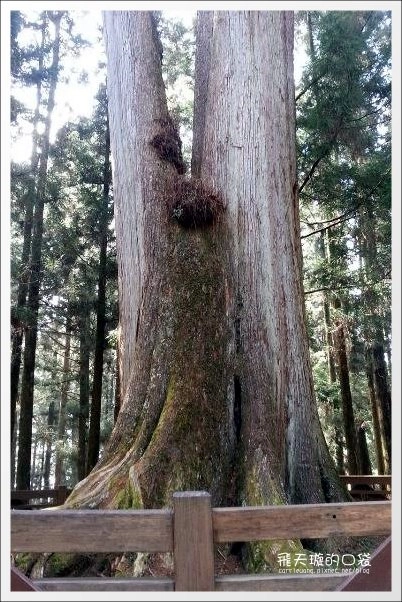 【嘉義】2013阿里山櫻花季(3/15~4/15)。分享3/9最新花況，吉野櫻の櫻王已經開了哦！ @飛天璇的口袋