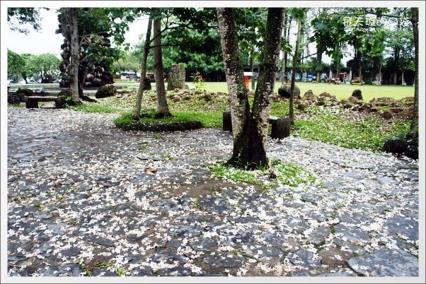 【南投旅遊景點】埔里牛耳藝術渡假村。2013桐花季最新花況 @飛天璇的口袋