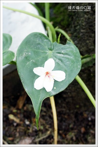 【南投旅遊景點】埔里牛耳藝術渡假村。2013桐花季最新花況 @飛天璇的口袋