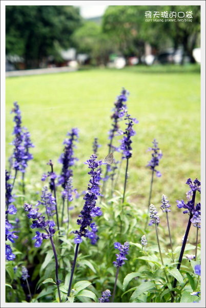 【南投旅遊景點】埔里牛耳藝術渡假村。2013桐花季最新花況 @飛天璇的口袋