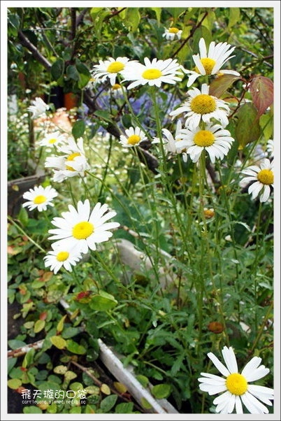 【清境民宿推薦】嵐山小鎮。海拔2000多公尺的歐洲鄉村風民宿 @飛天璇的口袋