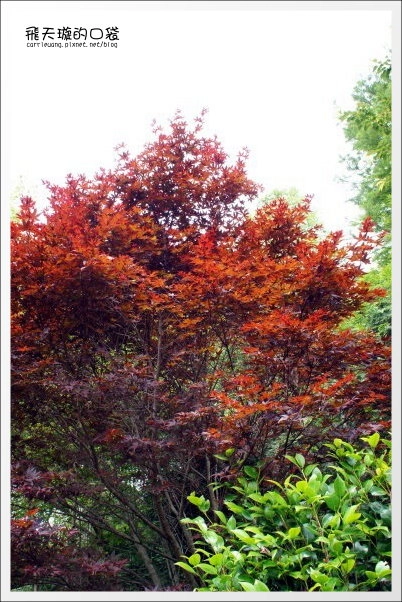 【清境民宿推薦】嵐山小鎮。海拔2000多公尺的歐洲鄉村風民宿 @飛天璇的口袋