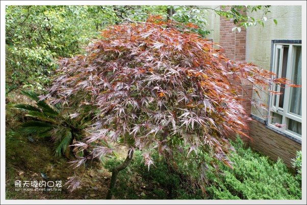 【清境民宿推薦】嵐山小鎮。海拔2000多公尺的歐洲鄉村風民宿 @飛天璇的口袋