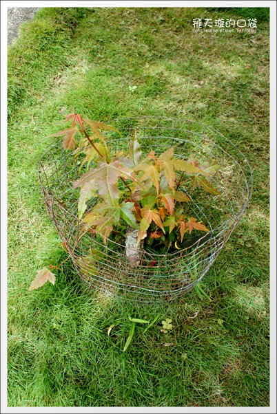 【清境民宿推薦】嵐山小鎮。海拔2000多公尺的歐洲鄉村風民宿 @飛天璇的口袋