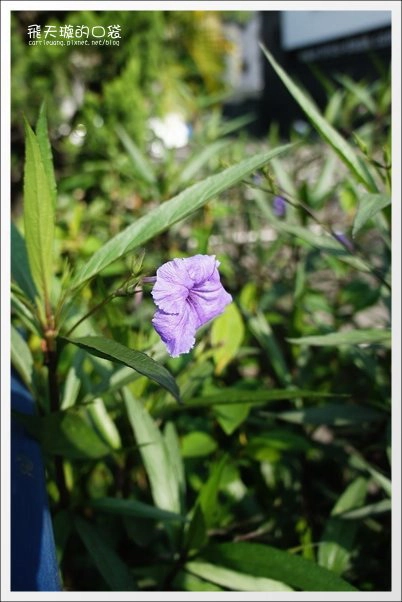 【台中下午茶】47 Caf&eacute;．似棲咖啡。隱藏在七期豪宅中的小木屋咖啡館~ @飛天璇的口袋