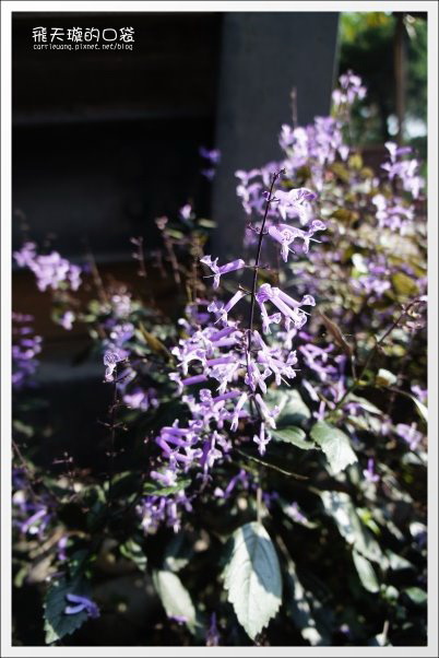 【台中下午茶】47 Caf&eacute;．似棲咖啡。隱藏在七期豪宅中的小木屋咖啡館~ @飛天璇的口袋