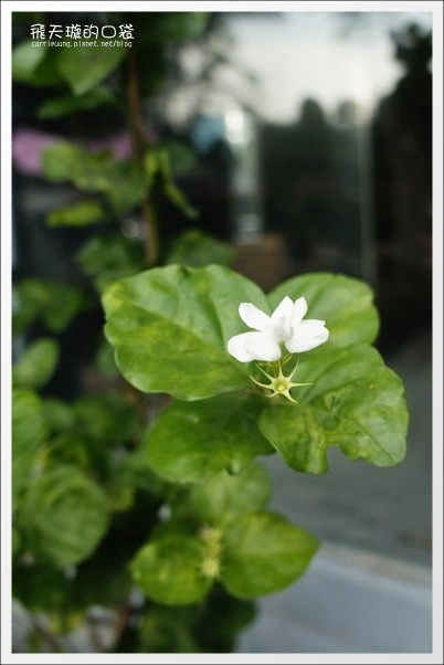 【台中下午茶】47 Caf&eacute;．似棲咖啡。隱藏在七期豪宅中的小木屋咖啡館~ @飛天璇的口袋