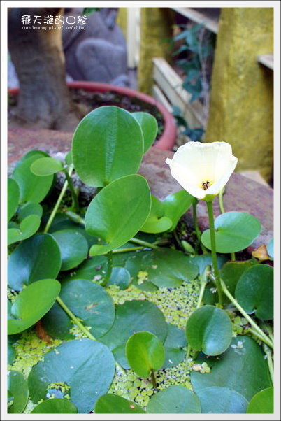 【台中下午茶】時光咖啡。這家鬆餅可以排進我心中台中鬆餅界的前三名 @飛天璇的口袋