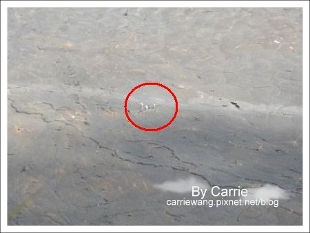 【夏威夷自由行】Day2 希爾頓唯克樂渡假村&rarr;黑沙灘&rarr;火山國家公園&rarr;希洛火山豆工廠 @飛天璇的口袋