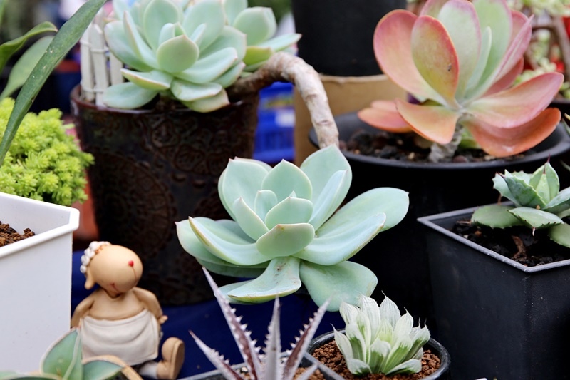 2016台中花都藝術季┃台中旅遊景點：2018花卉博覽會前哨，位於台中文學館，用花朵實踐生活美學，喜迎2018世界花卉博覽會 @飛天璇的口袋