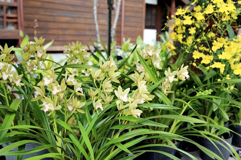 2016台中花都藝術季┃台中旅遊景點：2018花卉博覽會前哨，位於台中文學館，用花朵實踐生活美學，喜迎2018世界花卉博覽會 @飛天璇的口袋