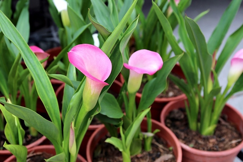 2016台中花都藝術季┃台中旅遊景點：2018花卉博覽會前哨，位於台中文學館，用花朵實踐生活美學，喜迎2018世界花卉博覽會 @飛天璇的口袋