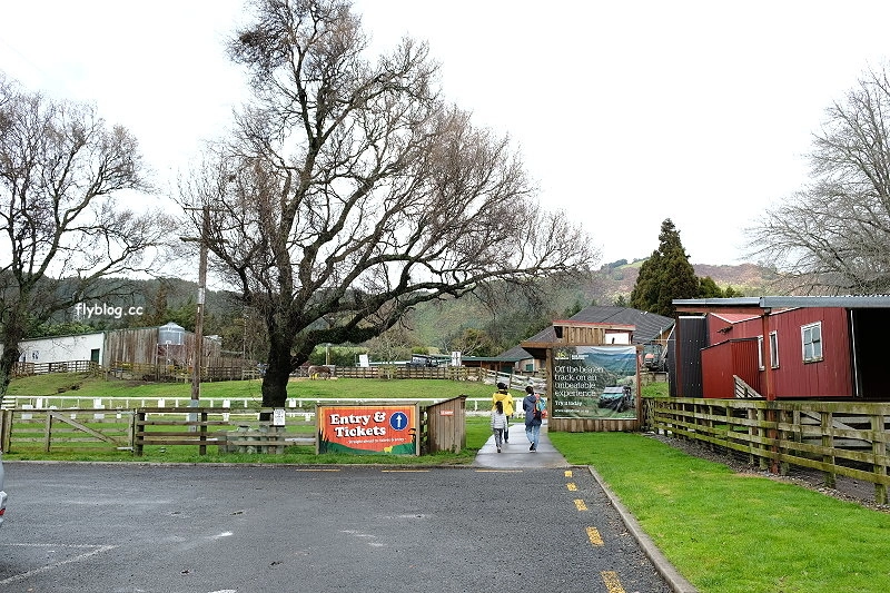 紐西蘭羅托魯瓦｜Agrodome Farm 愛歌頓農場．紐西蘭最大牧場，被綿羊和草泥馬包圍了 @飛天璇的口袋