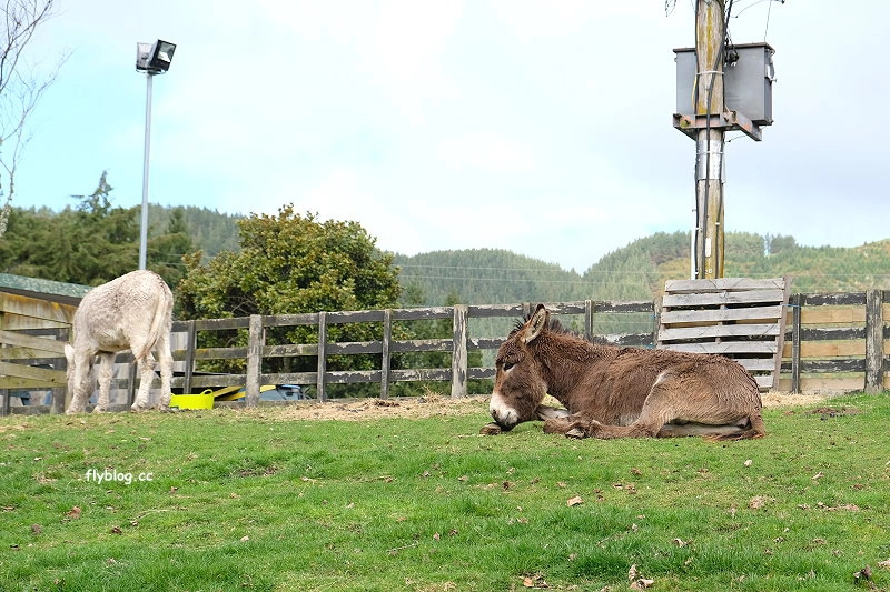 紐西蘭羅托魯瓦｜Agrodome Farm 愛歌頓農場．紐西蘭最大牧場，被綿羊和草泥馬包圍了 @飛天璇的口袋