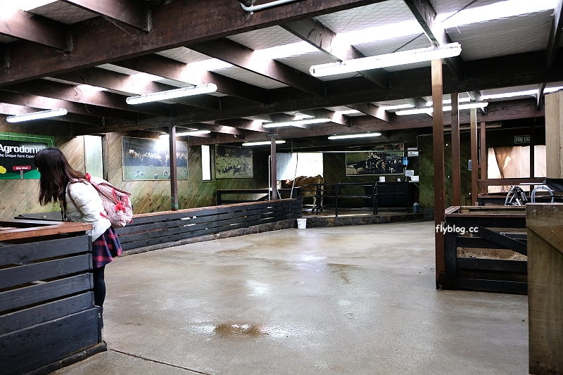 紐西蘭羅托魯瓦｜Agrodome Farm 愛歌頓農場．紐西蘭最大牧場，被綿羊和草泥馬包圍了 @飛天璇的口袋