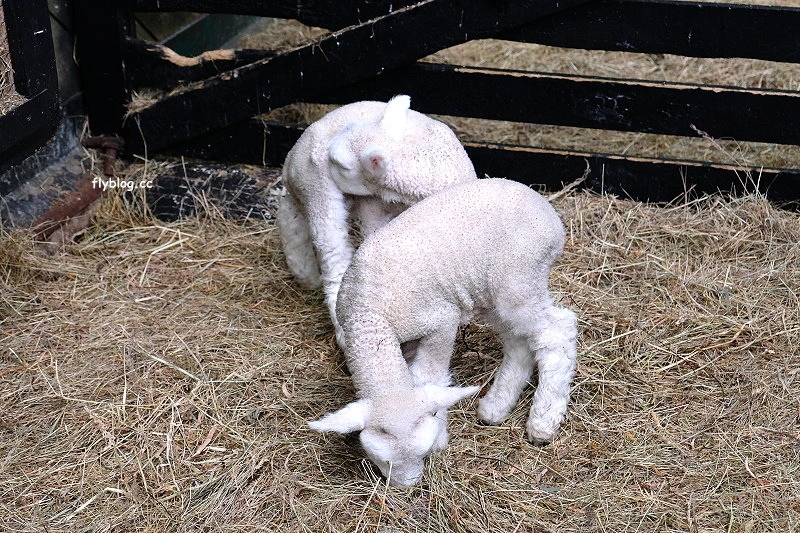 紐西蘭羅托魯瓦｜Agrodome Farm 愛歌頓農場．紐西蘭最大牧場，被綿羊和草泥馬包圍了 @飛天璇的口袋