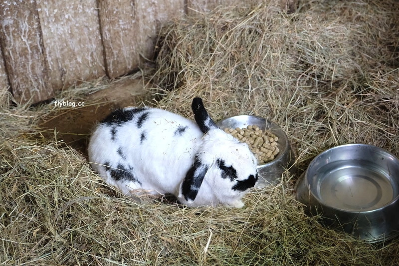 紐西蘭羅托魯瓦｜Agrodome Farm 愛歌頓農場．紐西蘭最大牧場，被綿羊和草泥馬包圍了 @飛天璇的口袋