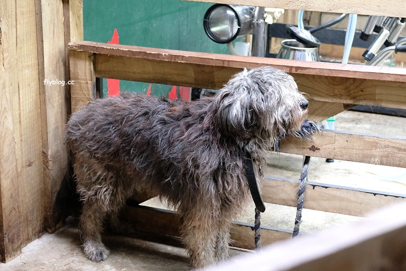 紐西蘭羅托魯瓦｜Agrodome Farm 愛歌頓農場．紐西蘭最大牧場，被綿羊和草泥馬包圍了 @飛天璇的口袋