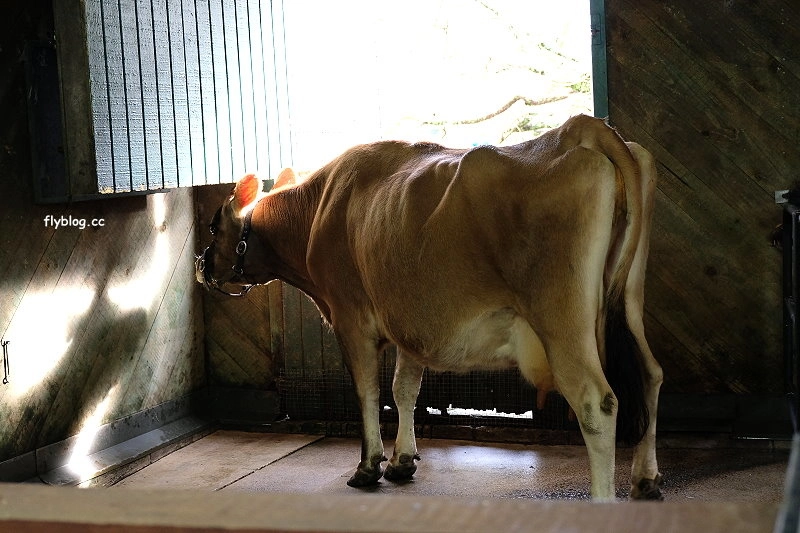 紐西蘭羅托魯瓦｜Agrodome Farm 愛歌頓農場．紐西蘭最大牧場，被綿羊和草泥馬包圍了 @飛天璇的口袋