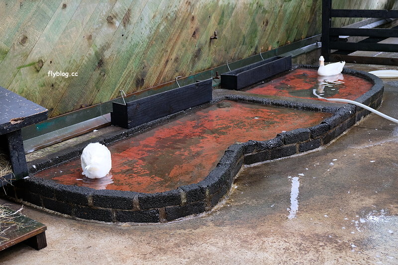 紐西蘭羅托魯瓦｜Agrodome Farm 愛歌頓農場．紐西蘭最大牧場，被綿羊和草泥馬包圍了 @飛天璇的口袋