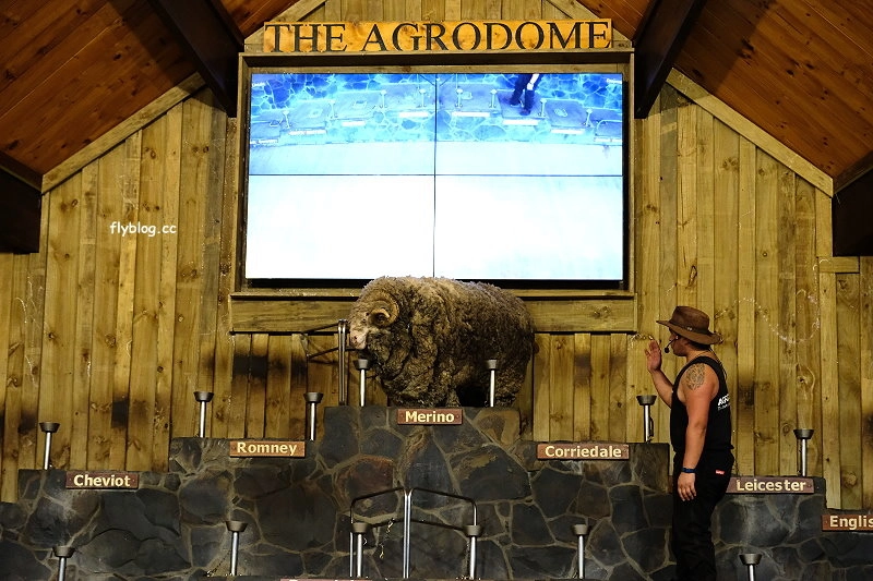 紐西蘭羅托魯瓦｜Agrodome Farm 愛歌頓農場．紐西蘭最大牧場，被綿羊和草泥馬包圍了 @飛天璇的口袋